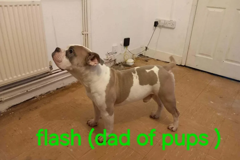 Staffordshire Bull Terrier