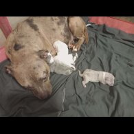 Staffordshire Bull Terrier