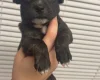 Staffordshire Bull Terrier
