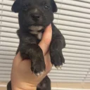 Staffordshire Bull Terrier