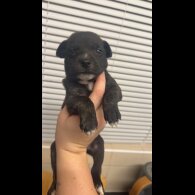 Staffordshire Bull Terrier