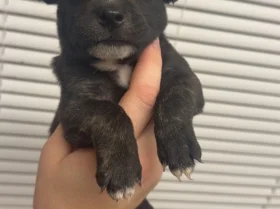 Staffordshire Bull Terrier