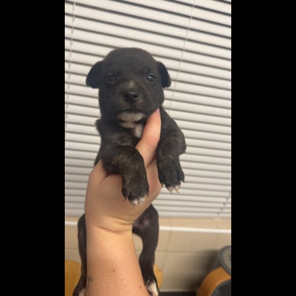 Staffordshire Bull Terrier