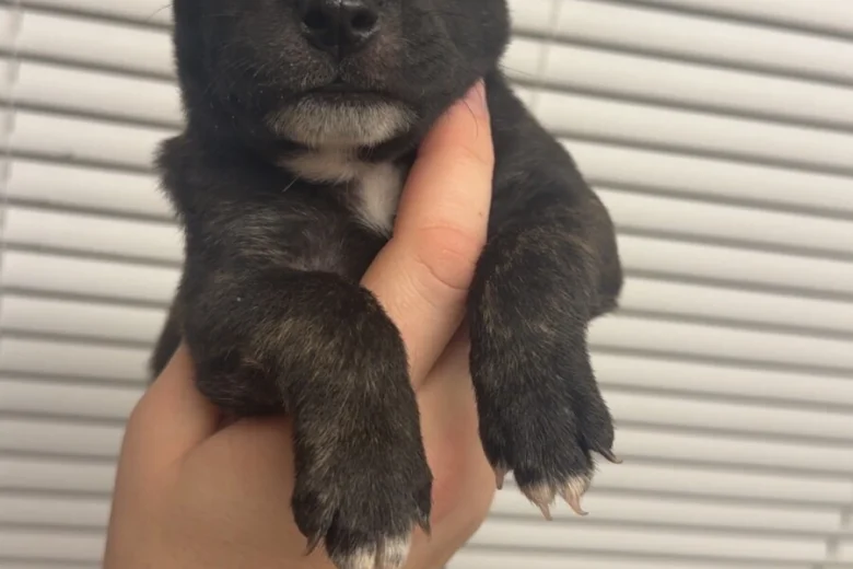 Staffordshire Bull Terrier