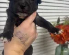 Staffordshire Bull Terrier