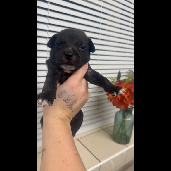 Staffordshire Bull Terrier