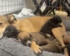Staffordshire Bull Terrier