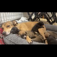 Staffordshire Bull Terrier