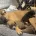 Staffordshire Bull Terrier