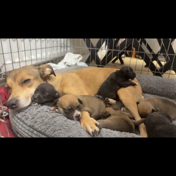 Staffordshire Bull Terrier