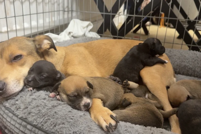 Staffordshire Bull Terrier