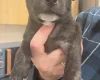Staffordshire Bull Terrier