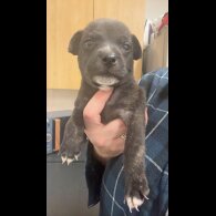 Staffordshire Bull Terrier