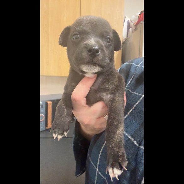 Staffordshire Bull Terrier