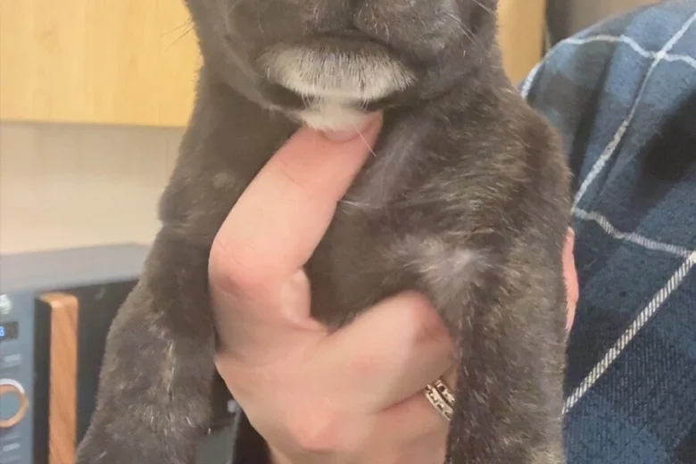 Staffordshire Bull Terrier