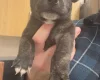 Staffordshire Bull Terrier