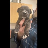 Staffordshire Bull Terrier