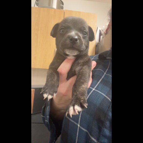 Staffordshire Bull Terrier