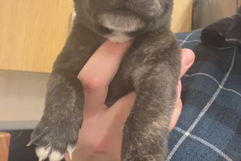 Staffordshire Bull Terrier