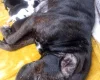 Staffordshire Bull Terrier