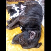 Staffordshire Bull Terrier