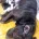 Staffordshire Bull Terrier