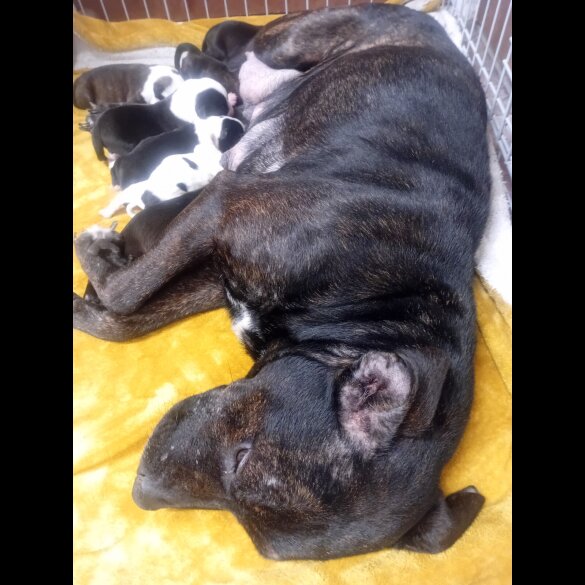 Staffordshire Bull Terrier