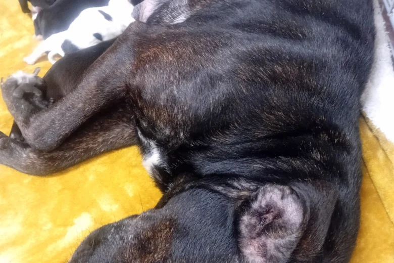 Staffordshire Bull Terrier