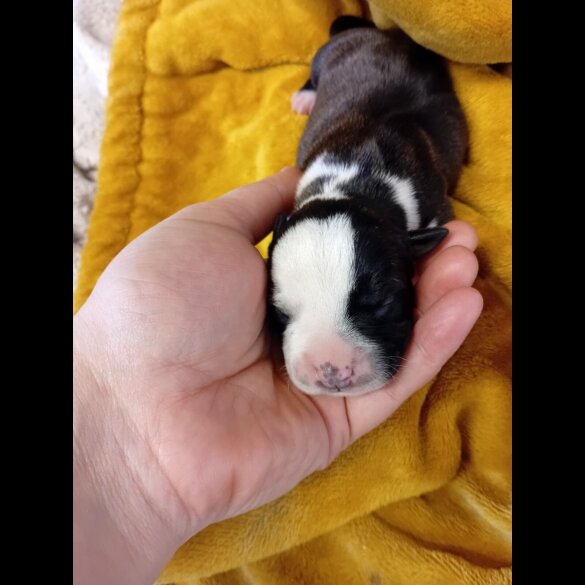 Staffordshire Bull Terrier