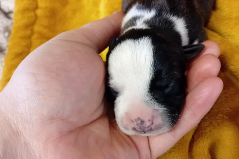 Staffordshire Bull Terrier