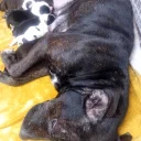 Staffordshire Bull Terrier