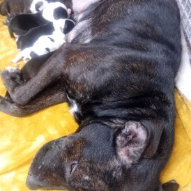 Staffordshire Bull Terrier