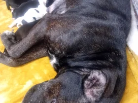 Staffordshire Bull Terrier