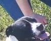Staffordshire Bull Terrier