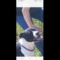 Staffordshire Bull Terrier