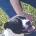 Staffordshire Bull Terrier