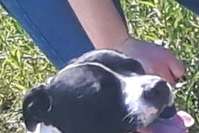 Staffordshire Bull Terrier