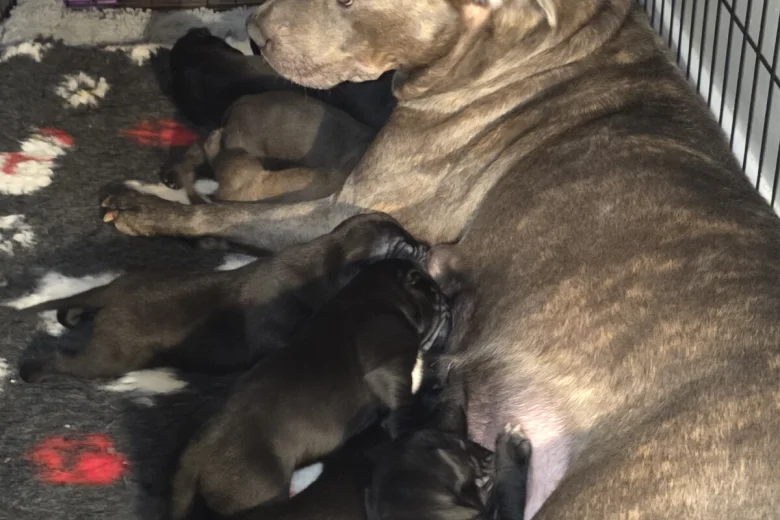 Cane Corso