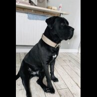 Staffordshire Bull Terrier