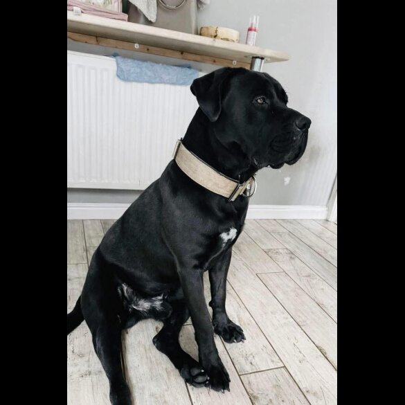 Staffordshire Bull Terrier