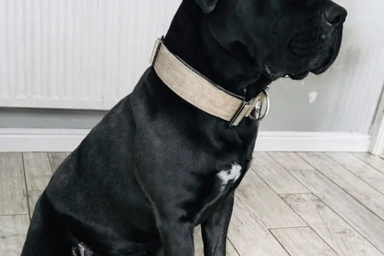 Cane Corso
