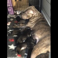 Staffordshire Bull Terrier