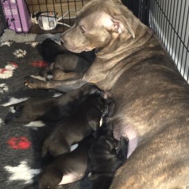 Staffordshire Bull Terrier