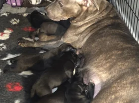 Cane Corso
