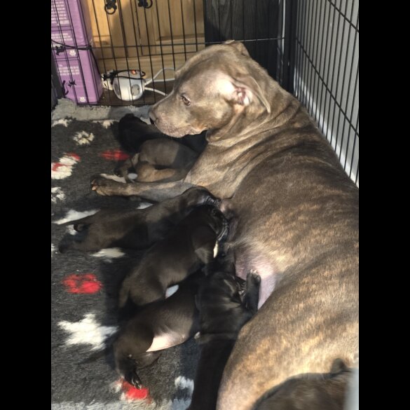 Staffordshire Bull Terrier