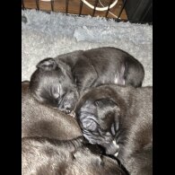 Staffordshire Bull Terrier