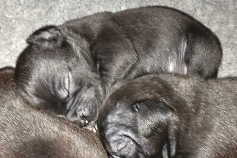 Cane Corso