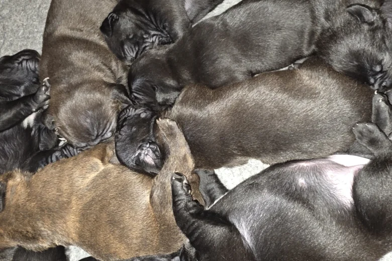 Cane Corso
