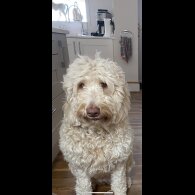 Labradoodle