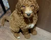 Poodle